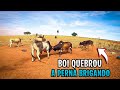 BOI BRAVO BRIGANDO QUEBROU A PERNA ao VIVO