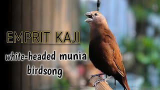 White-headed Munia Finch Singing bird sounds 320