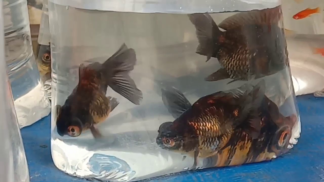 Harga terbaru ikan mas koki di pasar Parung bogor YouTube