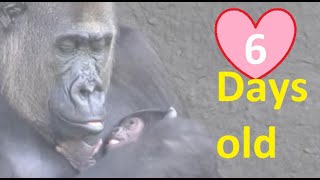 Kisiwa & gorilla baby 6 days old in Safaripark Beekse Bergen