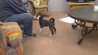 Pomsky puppy learning her tricks by ilovetobamom 91 views 3 years ago 20 seconds