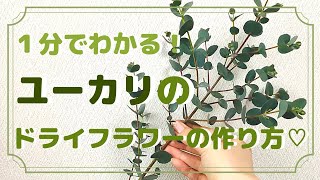 1分でわかる！ユーカリのドライフラワーの作り方♡