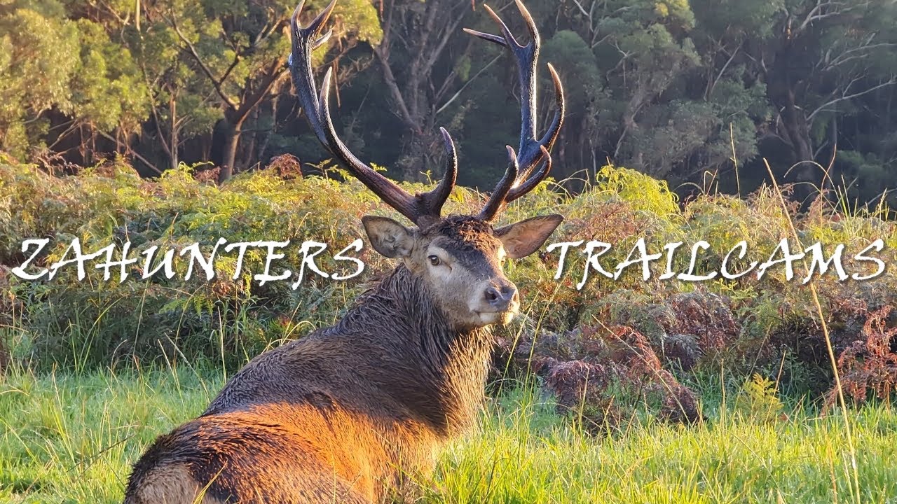 ZAHUNTERS TRAILCAMS - RED DEER - WILDLIFE - 4K