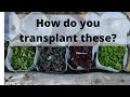 How to Transplant Winter Sown Seedlings - Transplanting them directly into your garden beds