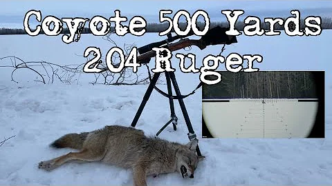 Coyote 492 Yards Sako 204 RUGER
