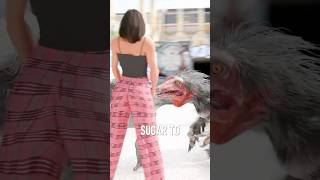 Raptors Overdose on likely Sugar (deinonychus)#deinoonychus #raptors #dinosaur #3danimation #shorts