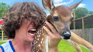 Why I Ate this Baby Deer (apology video)