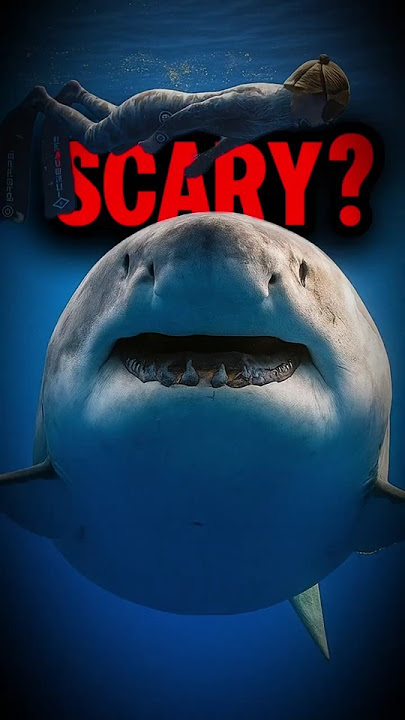 Are Sharks Really That Dangerous? #shorts