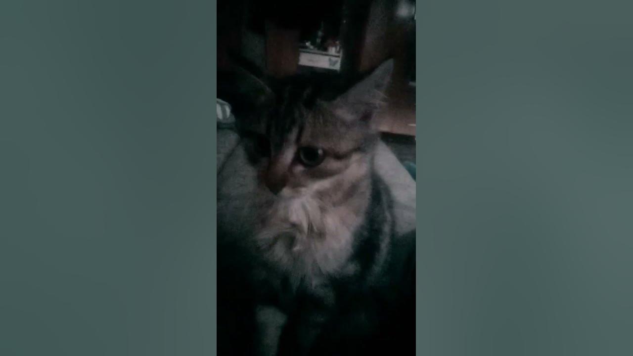 пушистик💕#кот - YouTube