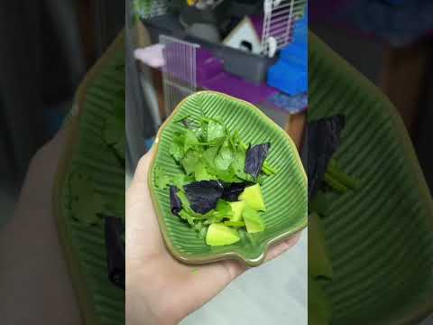 Витамины 🌿🥑🐀