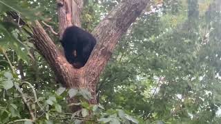 高掛在我家花園樹上的黑熊 。A black bear hanging high on a tree of our garden.