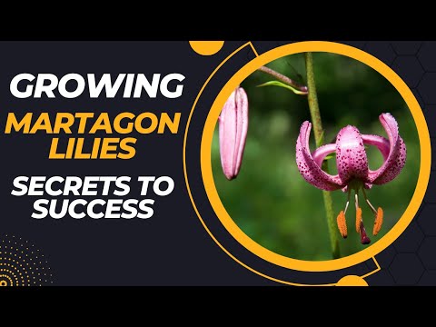 Video: Martagon Lilies Kwenye Vyungu – Kutunza Kontena Lililokuzwa Martagon Lily