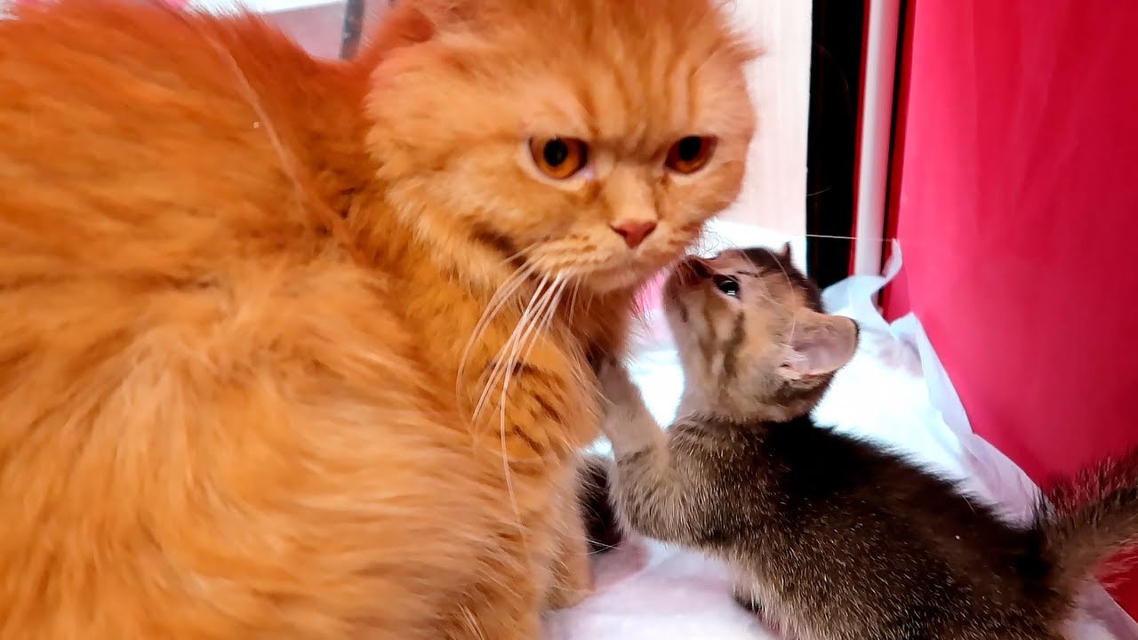 Will An Older Male Cat Accept A Male Kitten Will An Older Male Cat Accept A Male Kitten