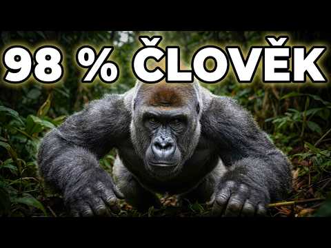 Gorila: 98 % vaší DNA — a roztrhne vás za 2 vteřiny