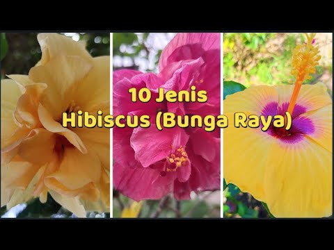 Video: Varieti Biasa Bunga Raya: Apakah Pelbagai Jenis Tumbuhan Bunga Raya