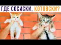 Я спрашиваю, ГДЕ СОСИСКИ, КОТОВСКИ?! Приколы | Мемозг 663