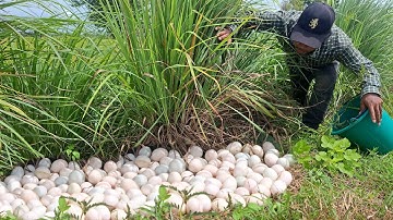 wow wow wow! amazing fishing - a farmer pick a lot of duck eggs under grass in rice field