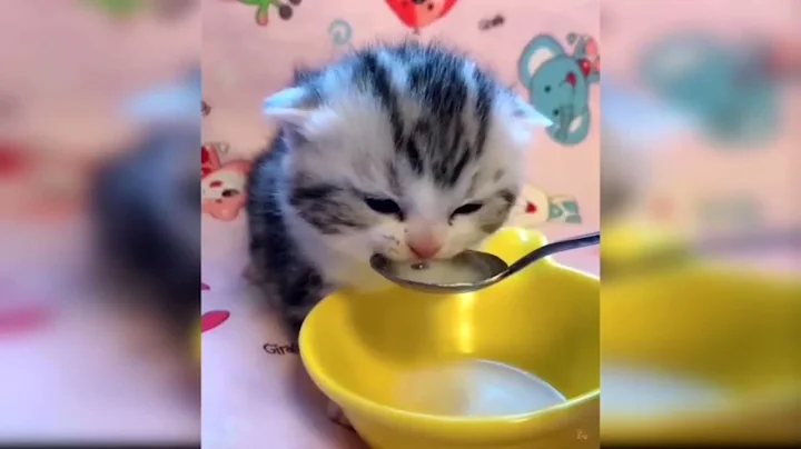 Video 11855091: cats compilation cute funny, funny cat baby laughing