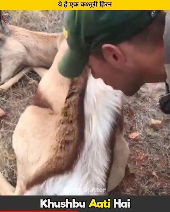 Kasturi Hiran se khusboo Kyu aati hai | Deer Facts #deer #facts