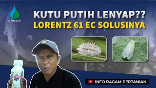 FARMERS MUST KNOW!! Mealybugs hard to control? Lorentz 61 EC insecticide is the solution FARMERS MUST KNOW!! Mealybugs hard to control? Lorentz 61 EC insecticide is the solution
