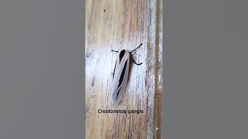 creatonotos gangis, cute moth #shorts