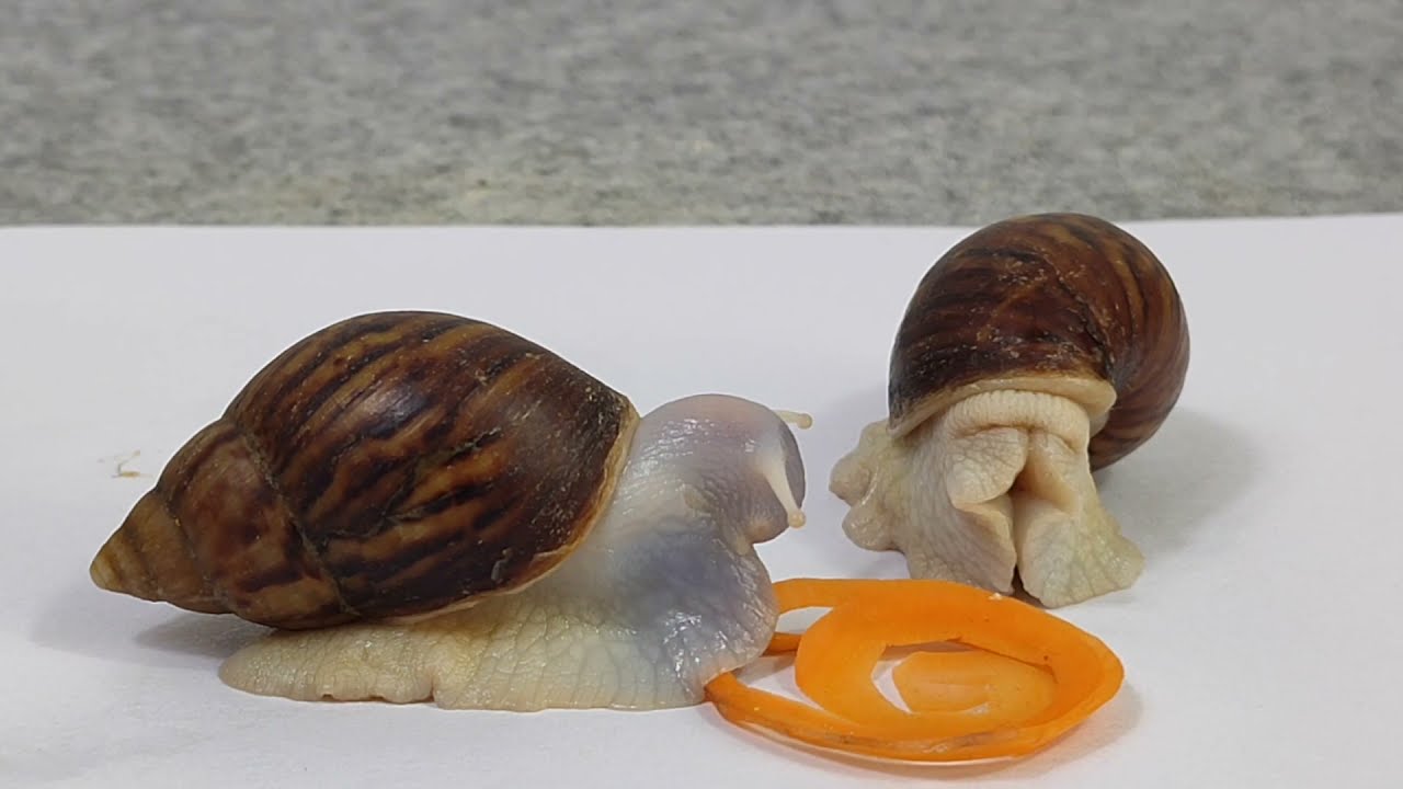 Snails are eating carrot stick relaxing and satisfying YouTube