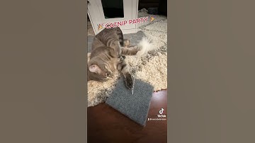 We didn’t realize how much kitty cats go crazy with catnip! She sure turned into a whole new kitten!