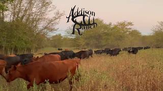 Getting Ready to Sell Cattle | Drought, Destocking & Ranch Improvements