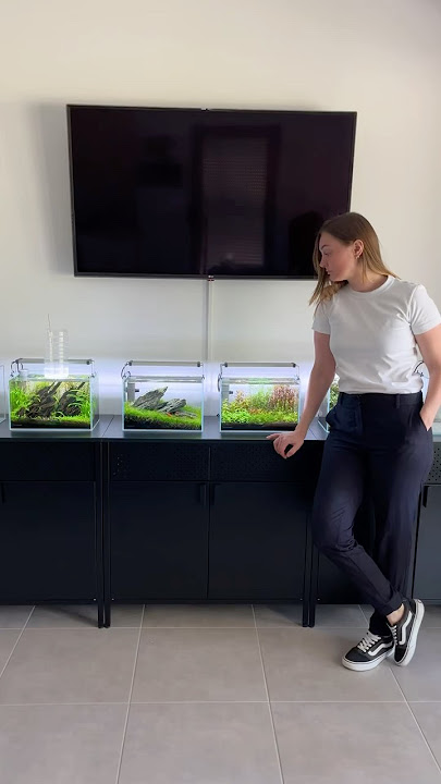 Iwagumi nano shrimp tank #aquascape #aquarium #aquascaping #plantedtank #plantedaquarium #fishtank