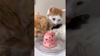 Your cat is lazy to eat, try giving it this food #cat #kucing #asmr #funny #mukbang