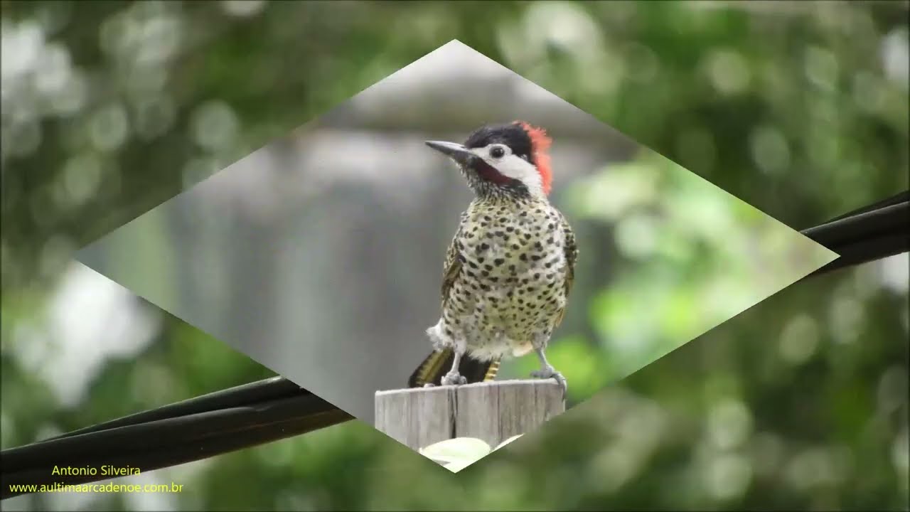 Green-barred Woodpecker juvenile  (Colaptes melanochloros) by Antonio Silveira.