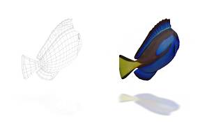 3D Blue Tang Animation 360 swimming wireframe rigging