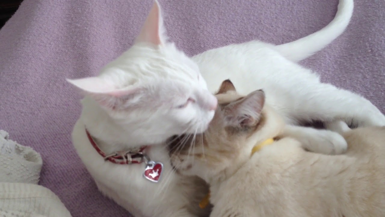 Cats Social Grooming