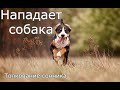 Нападает собака - толкование сонника