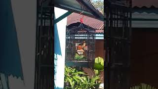 Download Lagu Mantenan (Murai Api) MP3