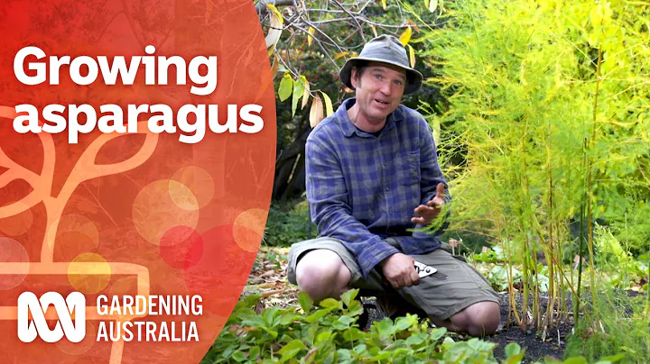 Asparagus – A long term crop that will keep on giving for years and years | Gardening Australia - DayDayNews
