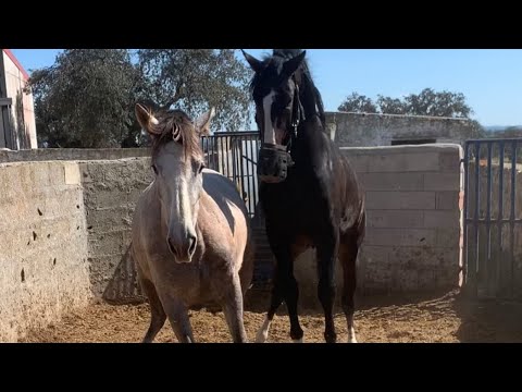 caballo y yegua de pura raza