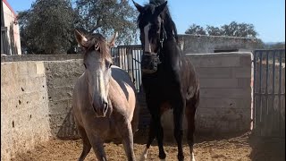 caballo y yegua de pura raza