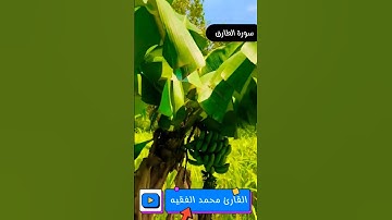 سورة الطارق الشيخ محمد الفقيه
