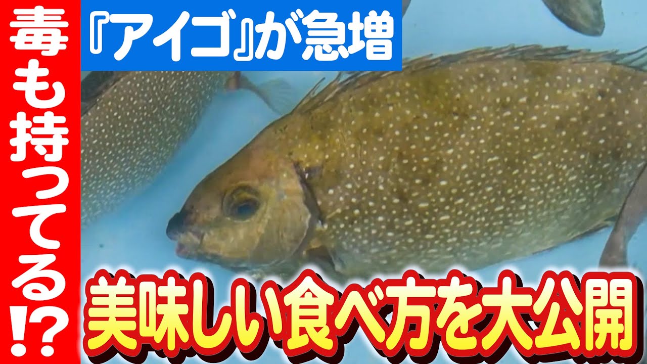 【毒魚アイゴが海のごちそうに】三重県の独創的な料理法紹介 日本財団 海と日本PROJECT in 三重県 2023 #016 - YouTube