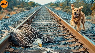 Hero Dog Saves A Mother Eagle From An Oncoming Train Animal Rescue