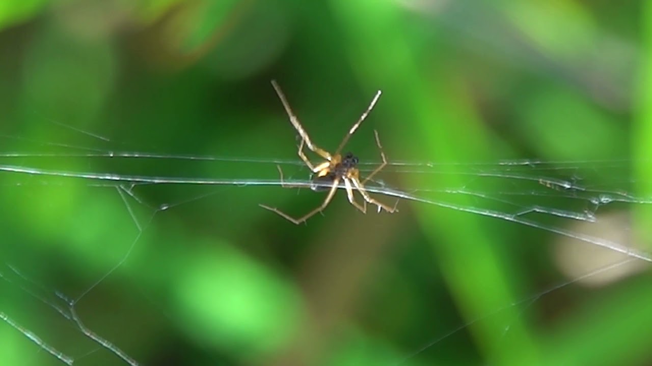 Sheet Weaver Spider (Tenuiphantes sp) - Brighton, November 2021