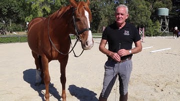 The benefits of in-hand training with Andrew McLean