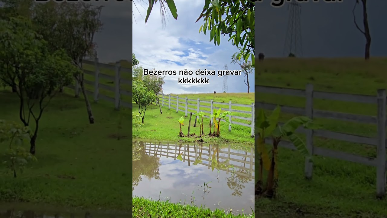 Bezerros quase não deixa gravar kkkk 