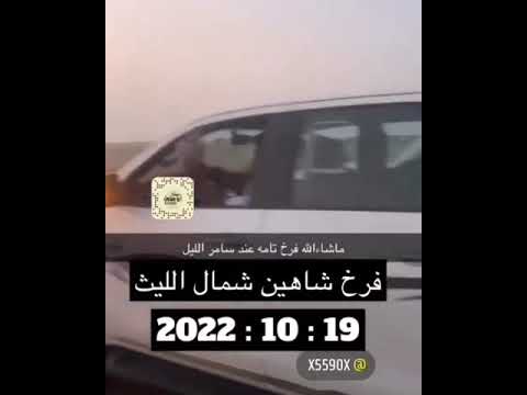 طرح اليوم في السعودية الليث