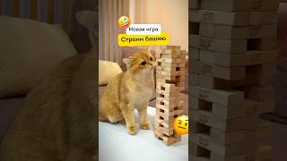 Строим башню с братишкой #cats #cat #кот #котики #catsvideo