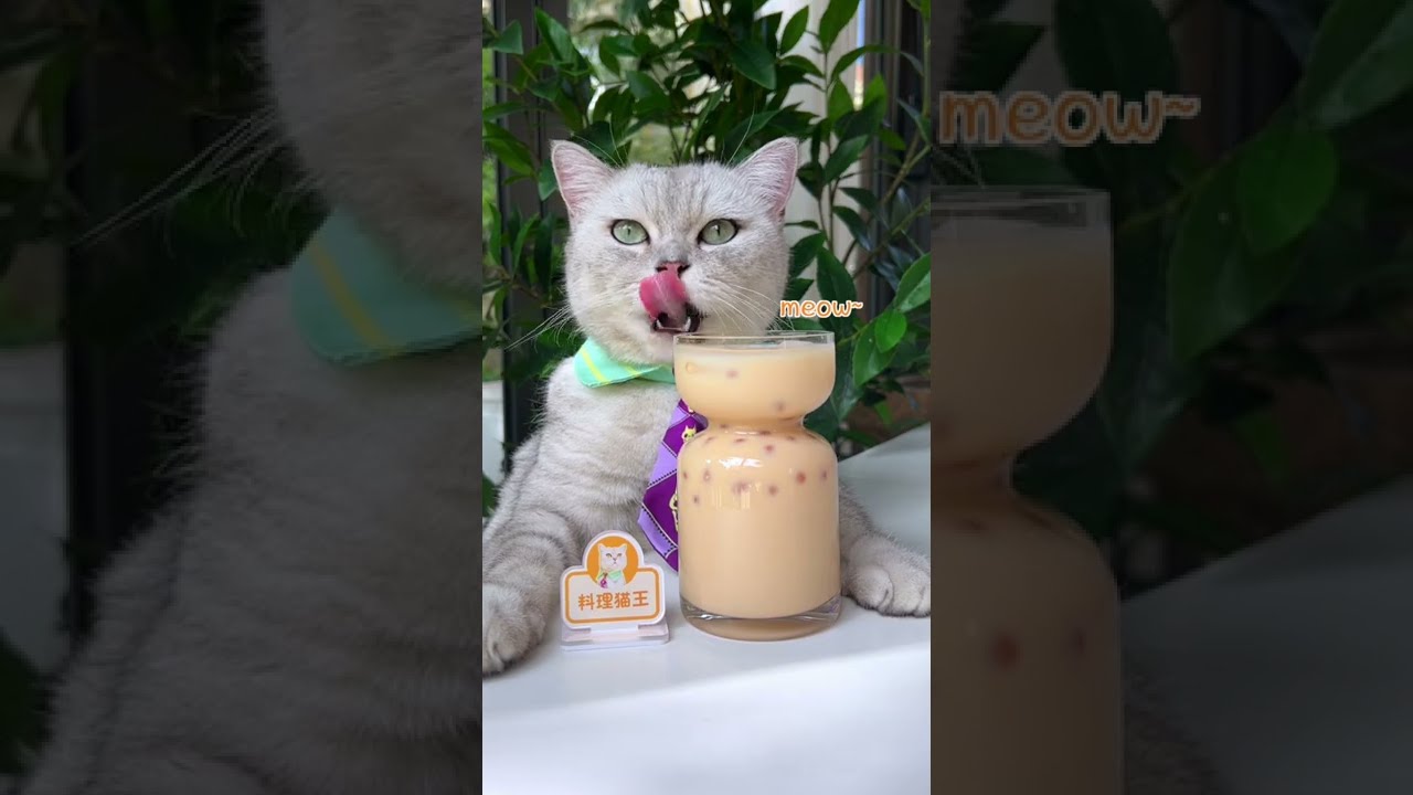 Real Pearls! 🤤Let's Make Bubble Tea with Cat | ASMR Milk Tea | Cat Cooking-TikTok 