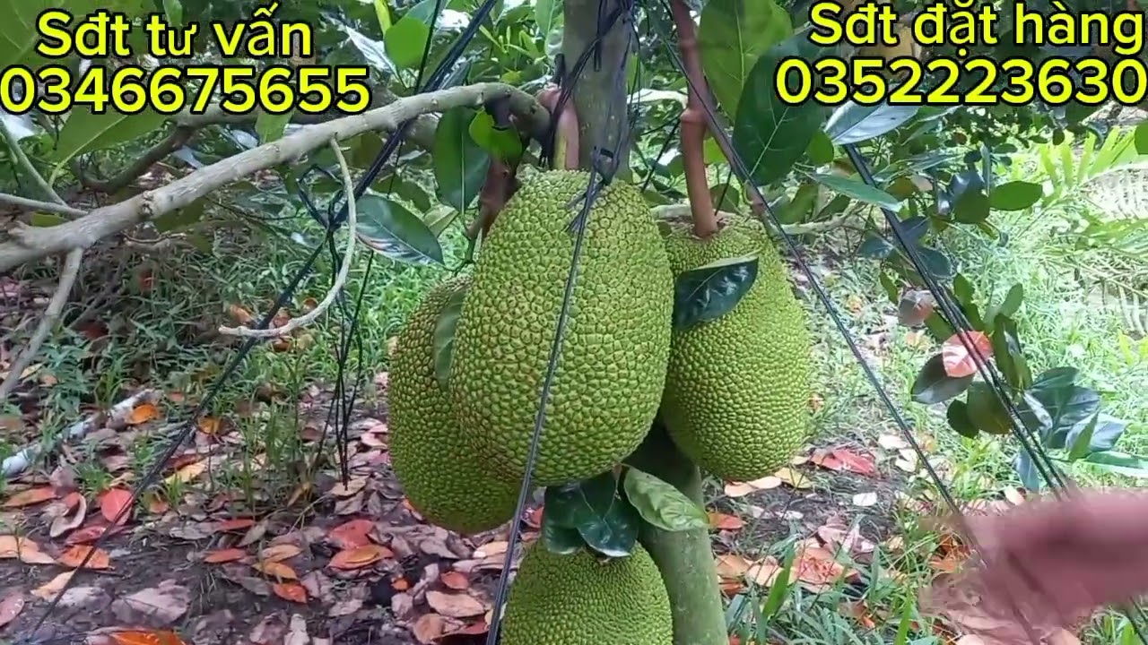 Thăm vườn chia phân hữu cơ cho chú ở trà vinh xịt mít ruột đỏ bán tháng 7.8 nha cả nhà