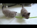 Ragdoll Kitten plays Tug of War with Toy