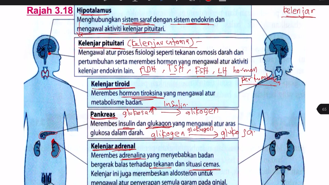 Biologi Ting 5 (sistem endokrin)